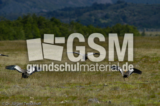 Schwarzzügelibis (10 von 15).jpg